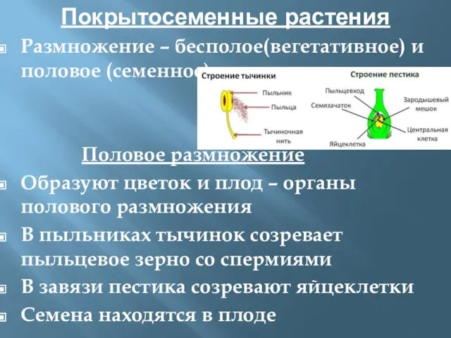 Покрытосеменные растения Размножение – бесполое(вегетативное) и половое (семенное) Половое размножение Образуют