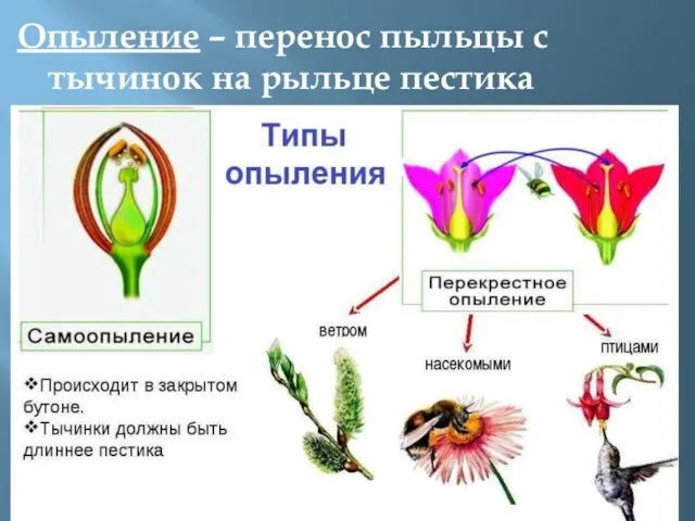 Опыление – перенос пыльцы с тычинок на рыльце пестика