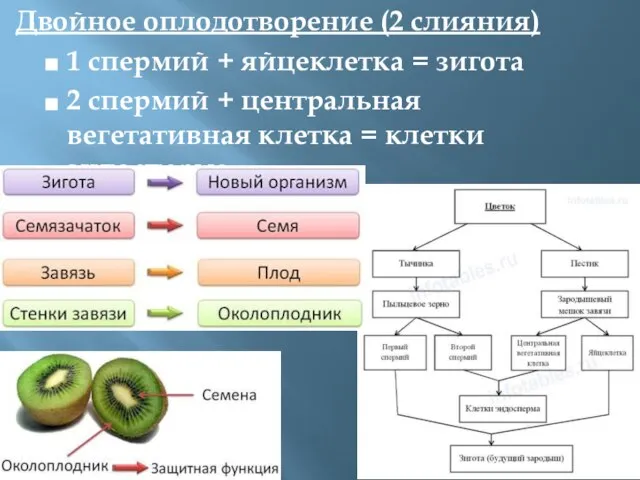 Двойное оплодотворение (2 слияния) 1 спермий + яйцеклетка = зигота 2