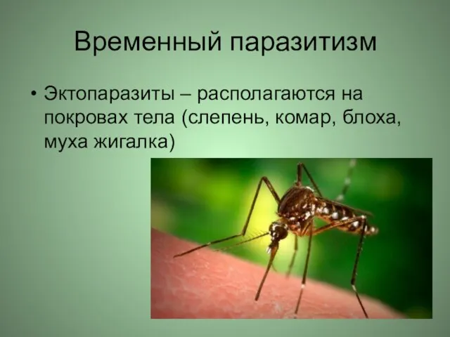 Временный паразитизм Эктопаразиты – располагаются на покровах тела (слепень, комар, блоха, муха жигалка)