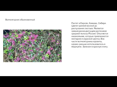Волчеягодник обыкновенный Растет в Европе, Кавказе, Сибири. Цветет ранней весной до