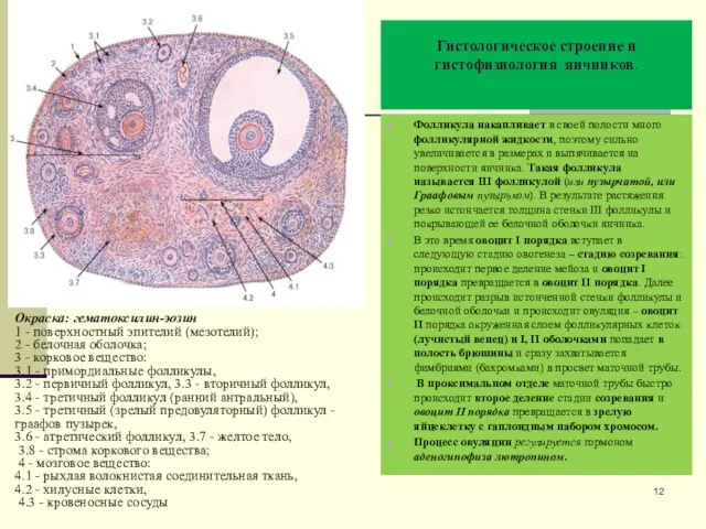 Гистологическое строение и гистофизиология яичников. Фолликула накапливает в своей полости много