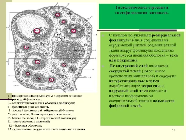 Гистологическое строение и гистофизиология яичников. С началом вступления премордиальной фолликулы в