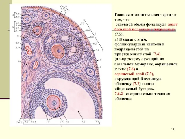 Главная отличительная черта - в том, что основной объём фолликула занят