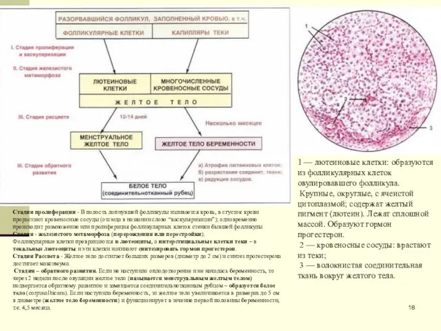 1 — лютеиновые клетки: образуются из фолликулярных клеток овулировавшего фолликула. Крупные,