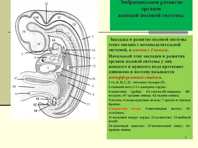 Эмбриональное развитие органов женской половой системы. Закладка и развитие половой системы