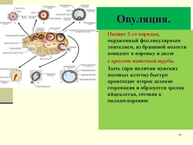 Овуляция. Овоцит 2-го порядка, окруженный фолликулярным эпителием, из брюшной полости попадает