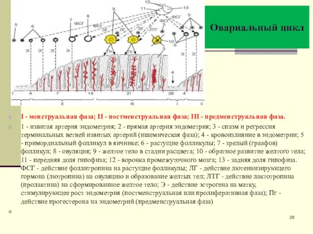 Овариальный цикл I - менструальная фаза; II - постменструальная фаза; III