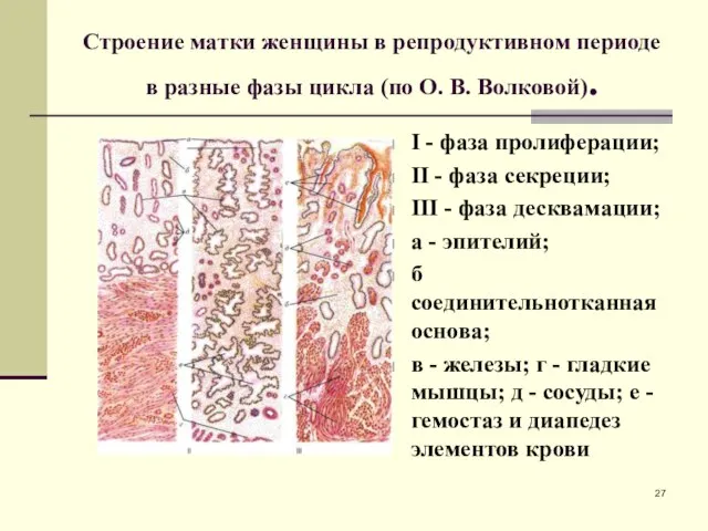 Строение матки женщины в репродуктивном периоде в разные фазы цикла (по