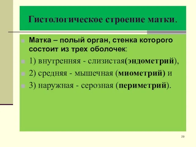 Гистологическое строение матки. Матка – полый орган, стенка которого состоит из