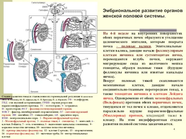 На 4-й неделе на внутренних поверхностях обеих первичных почек образуются утолщение