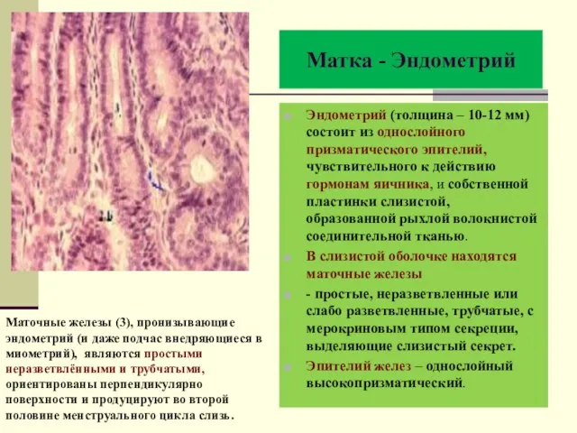 Матка - Эндометрий Эндометрий (толщина – 10-12 мм) состоит из однослойного