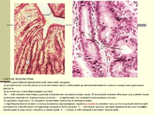 СОСТАВ ЭНДОМЕТРИЯ 2А — однослойный призматический эпителий: содержит а) реснитчатые клетки