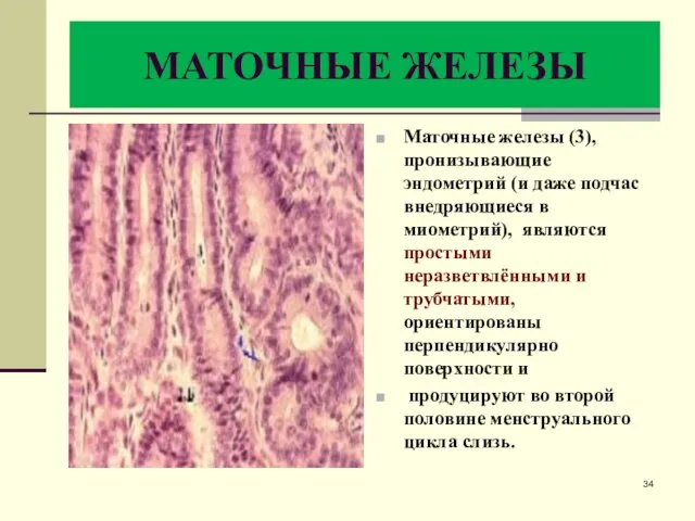 МАТОЧНЫЕ ЖЕЛЕЗЫ Маточные железы (3), пронизывающие эндометрий (и даже подчас внедряющиеся