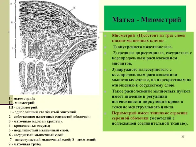 Матка - Миометрий Миометрий (II)состоит из трех слоев гладко-мышечных клеток –