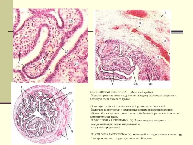 I. СЛИЗИСТАЯ ОБОЛОЧКА - (Маточной трубы) Образует разветвенные продольные складки (1),
