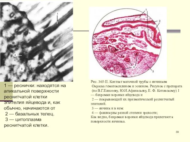 1 — реснички: находятся на апикальной поверхности реснитчатой клетки эпителия яйцевода