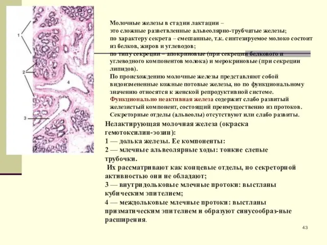 Молочные железы в стадии лактации – это сложные разветвленные альвеолярно-трубчатые железы;