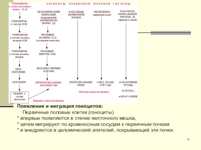 Появление и миграция гоноцитов: Первичные половые клетки (гоноциты) * впервые появляются