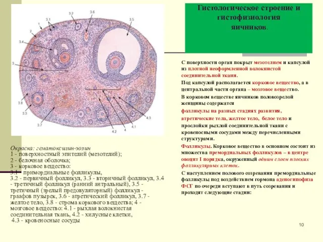 Гистологическое строение и гистофизиология яичников. С поверхности орган покрыт мезотелием и