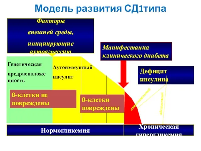 Модель развития СД1типа Нормогликемия Хроническая гипергликемия Генетическая предрасположенность Аутоиммунный инсулит ß-клетки