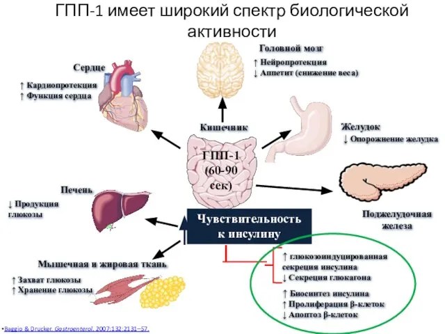 ГПП-1 имеет широкий спектр биологической активности Baggio & Drucker. Gastroenterol. 2007;132:2131–57.