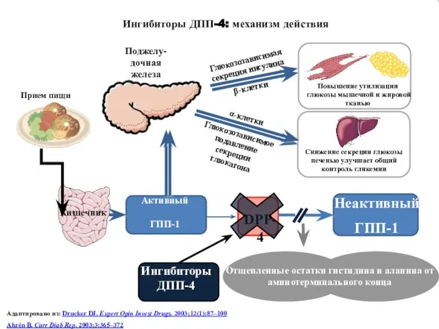 Ингибиторы ДПП-4: механизм действия Неактивный ГПП-1 амид Ингибиторы ДПП-4 DPP-4 Адаптировано