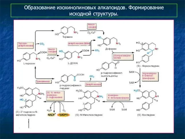 Образование изохинолиновых алкалоидов. Формирование исходной структуры.