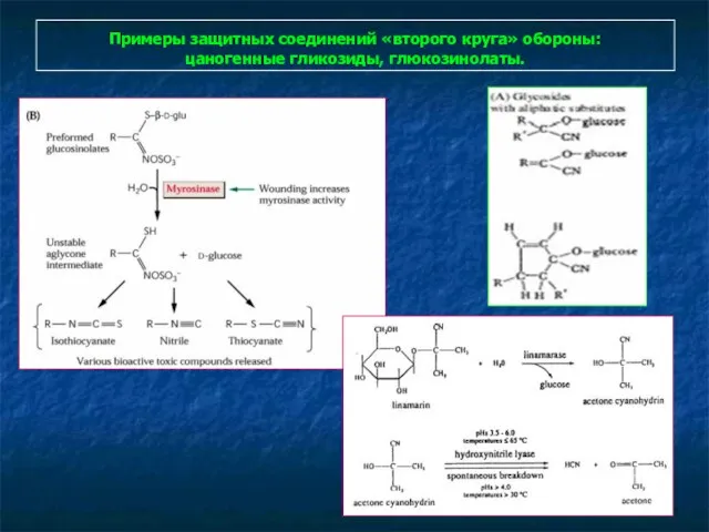 Примеры защитных соединений «второго круга» обороны: цаногенные гликозиды, глюкозинолаты.