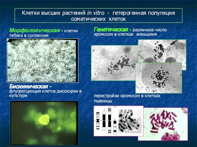 Клетки высших растений in vitro - гетерогенная популяция соматических клеток Морфологическая