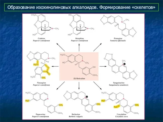 Образование изохинолиновых алкалоидов. Формирование «скелетов»