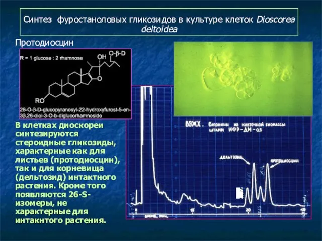 Синтез фуростаноловых гликозидов в культуре клеток Dioscorea deltoidea Протодиосцин В клетках