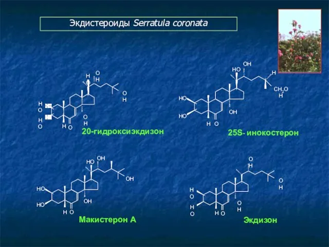 Экдистероиды Serratula coronata