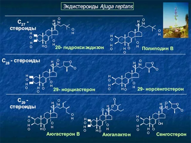 C28 - стероиды