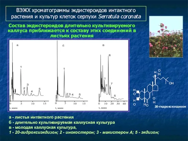 а - листья интактного растения б - длительно культивируемая каллусная культура