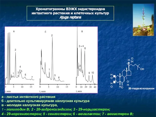 а - листья интактного растения б - длительно культивируемая каллусная культура