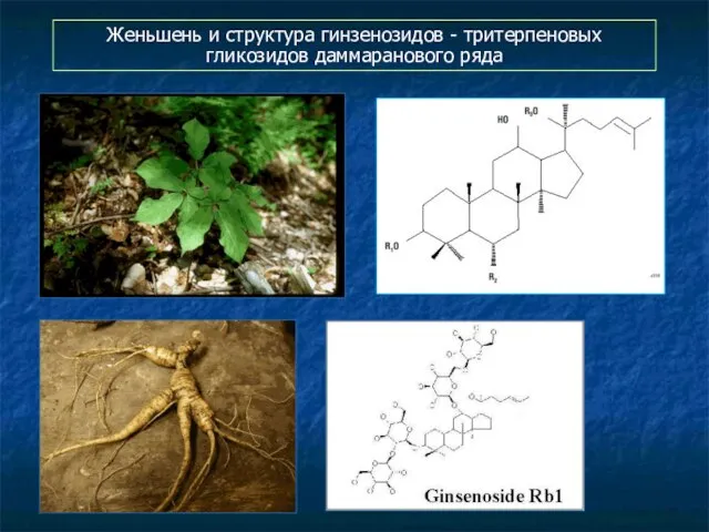 Женьшень и структура гинзенозидов - тритерпеновых гликозидов даммаранового ряда