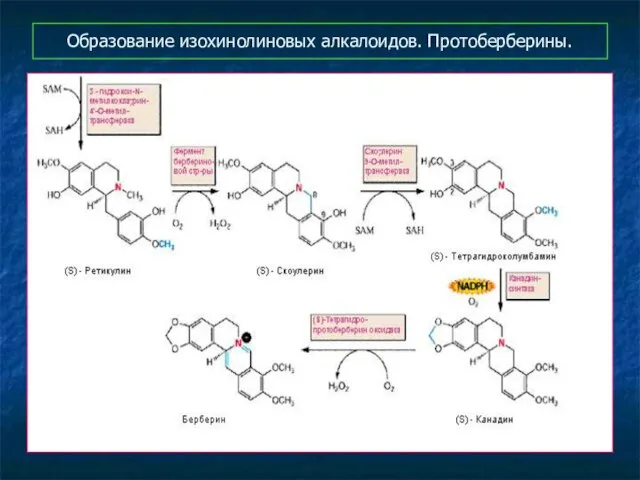 Образование изохинолиновых алкалоидов. Протоберберины.