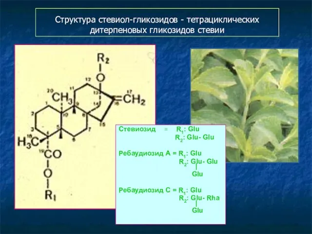 Структура стевиол-гликозидов - тетрациклических дитерпеновых гликозидов стевии Стевиозид = R1: Glu