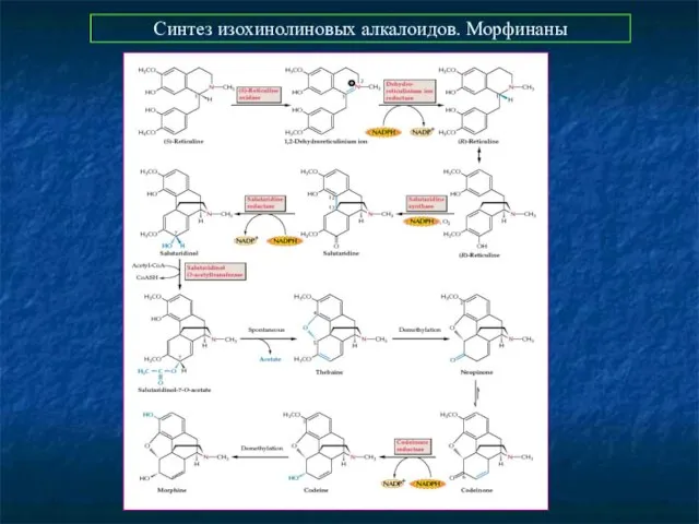 Синтез изохинолиновых алкалоидов. Морфинаны