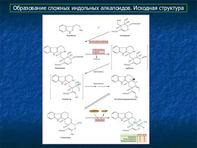 Образование сложных индольных алкалоидов. Исходная структура