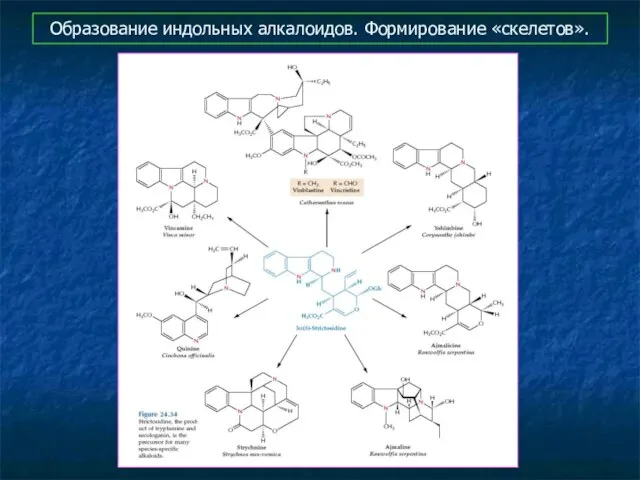 Образование индольных алкалоидов. Формирование «скелетов».