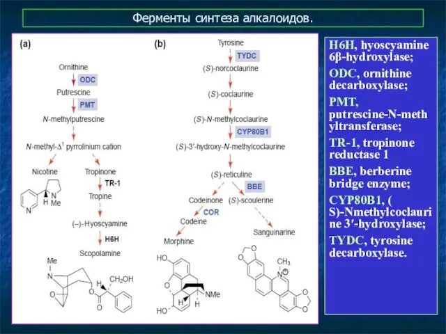 Ферменты синтеза алкалоидов. H6H, hyoscyamine 6β-hydroxylase; ODC, ornithine decarboxylase; PMT, putrescine-N-methyltransferase;