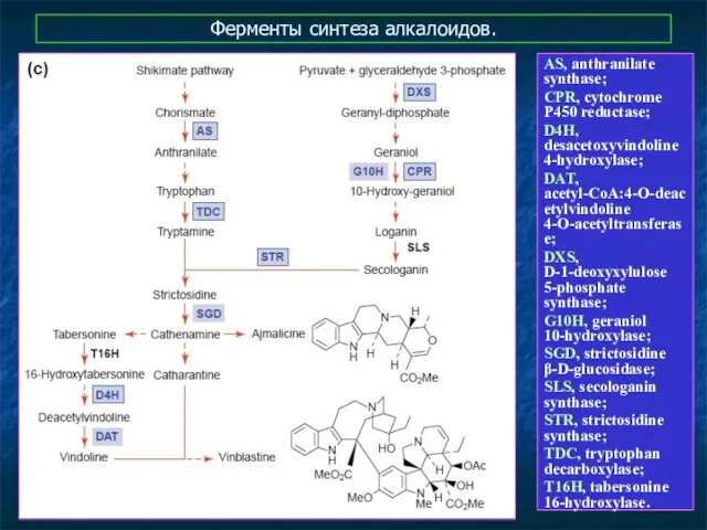 Ферменты синтеза алкалоидов. AS, anthranilate synthase; CPR, cytochrome P450 reductase; D4H,