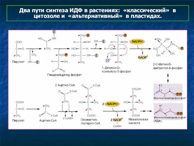 Два пути синтеза ИДФ в растениях: «классический» в цитозоле и «альтернативный» в пластидах.