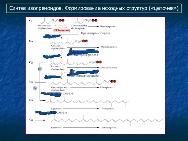 Синтез изопреноидов. Формирование исходных структур («цепочек»)