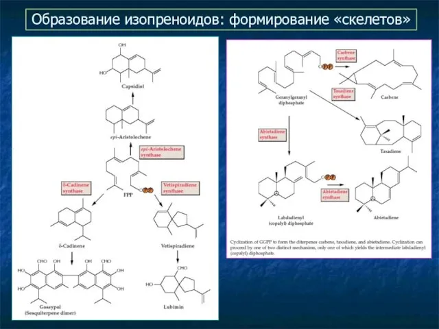 Образование изопреноидов: формирование «скелетов»