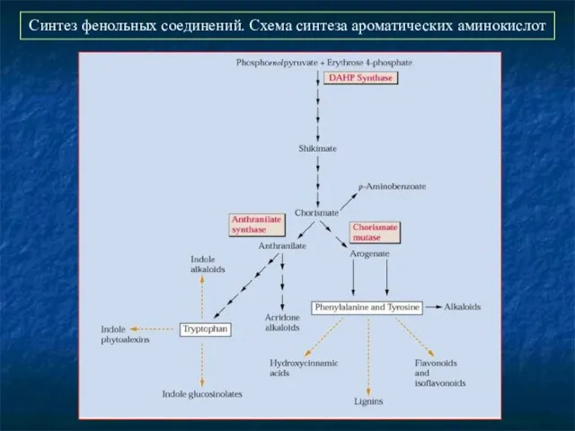 Синтез фенольных соединений. Схема синтеза ароматических аминокислот