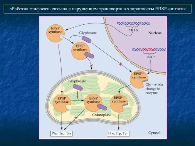 «Работа» глифосата связана с нарушением транспорта в хлоропласты ERSP-синтазы