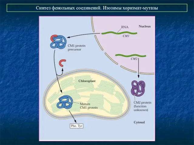 Синтез фенольных соединений. Изозимы хоризмат-мутазы